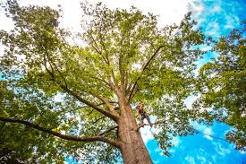 Lakes Of The Four Seasons, IN Tree Removal Company