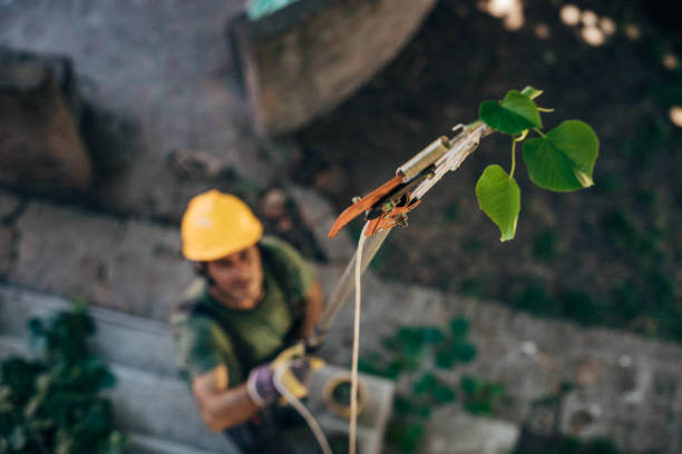 Best Hazardous Tree Removal  in Lakes Of The Four Seasons, IN